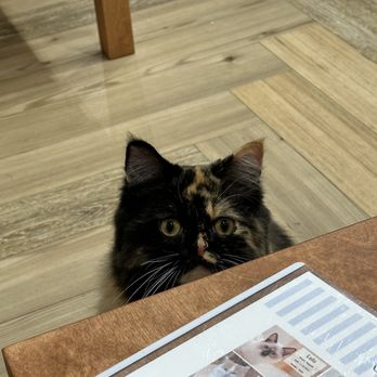 Cat Cafe Moff - Themed Cafes Near Me - Honolulu, Hawaii Cat Cafe Moff - Themed Cafes Near Me - Honolulu, Hawaii
