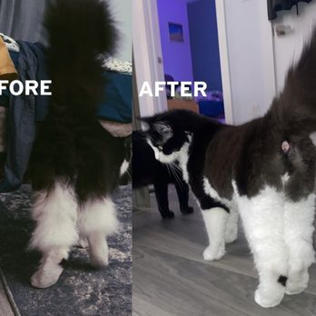 Brooklyn Pet Spa - Pet Groomers Near Me - Brooklyn, New York Brooklyn Pet Spa - Pet Groomers Near Me - Brooklyn, New York
