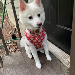 The Dog House - Ellie
