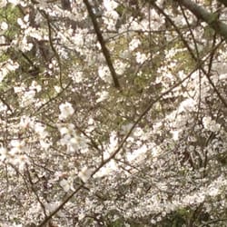 Cherry blossom trail