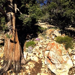 Bertha Peak through Cougar Crest Trail
