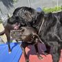 Photo of Skipton Kennel