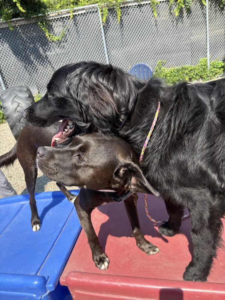 Skipton Kennel - pet boarding facility in Waltham, MA