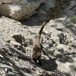 coati