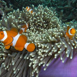 Mass Diving - Clownfish