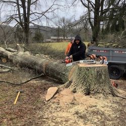 Foothill Tree Experts