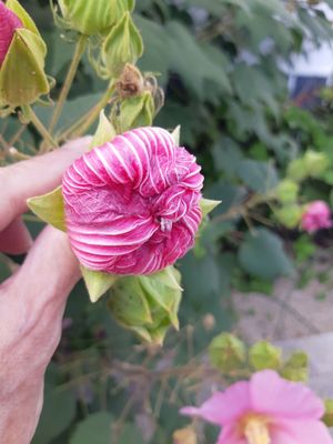 Kurashiki Bikan Historical Quarter by null