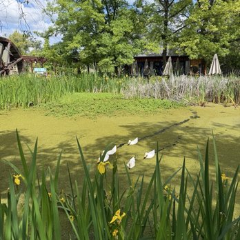 Flower Farm Cafe - Ducks in the pond - Coffee & Tea Near Me - Loomis, California