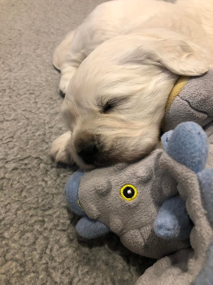 WEST COAST CREAM GOLDENS Request Information 76 Photos Grants