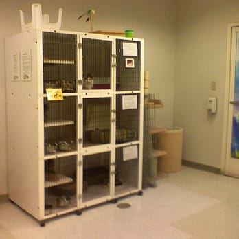 Petco - new cat adoption area...still kinda sad compared to the petsmart one - Pet Stores Near Me - San Diego, California