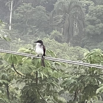 El Cepo - Beautiful bird just sitting near to the window close to where we were having dinner. - Steakhouses Near Me - Lares, Puerto Rico