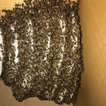 BeeSmart Bee Removal - 1 yr old hive inside one if our garage's closets - Pest Control Near Me - Hemet, California