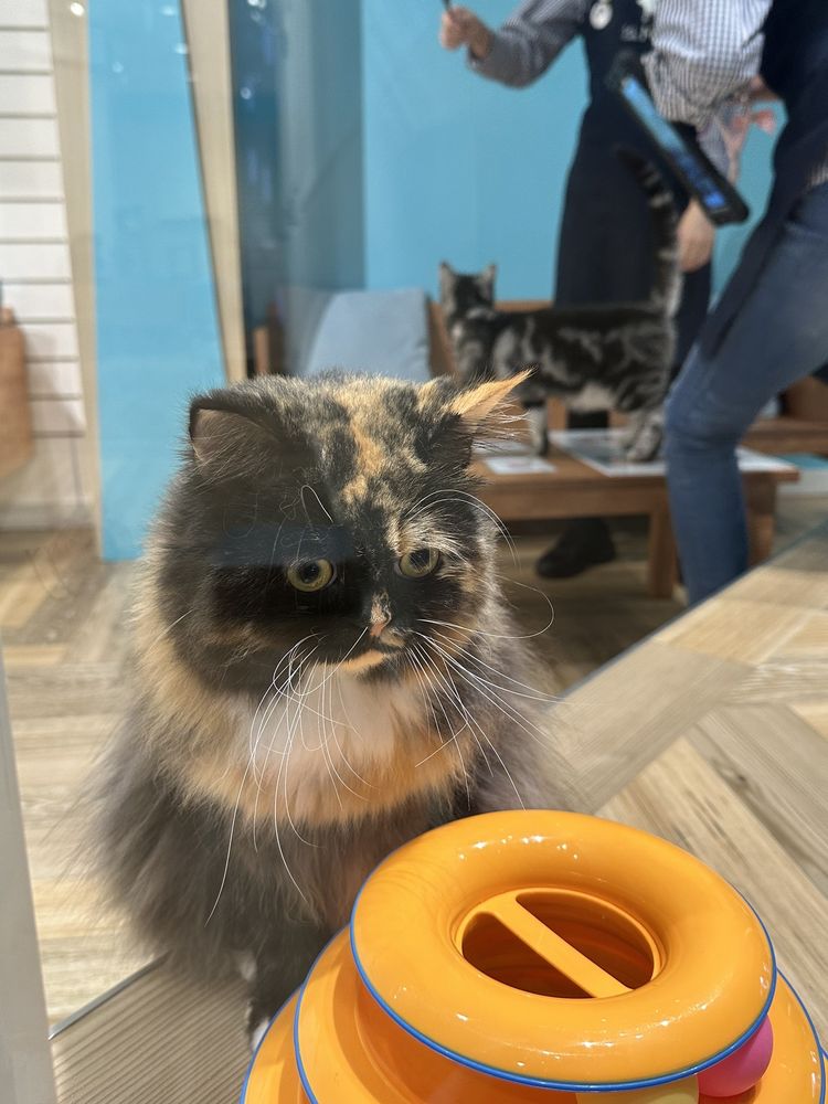 CAT CAFE MOFF Updated March 2024 90 Photos & 22 Reviews 2330