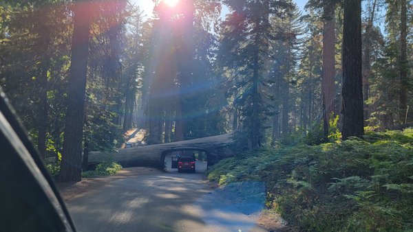 Sequoia National Park's Tunnel Log by null