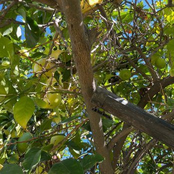 Busy Bee Removal - After - Pest Control Near Me - Burbank, California Busy Bee Removal - After - Pest Control Near Me - Burbank, California