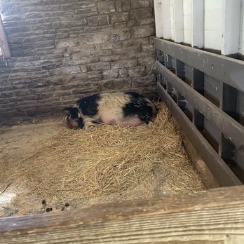 Round Hill Park - A snoring pig - Parks Near Me - Elizabeth, Pennsylvania Round Hill Park - A snoring pig - Parks Near Me - Elizabeth, Pennsylvania