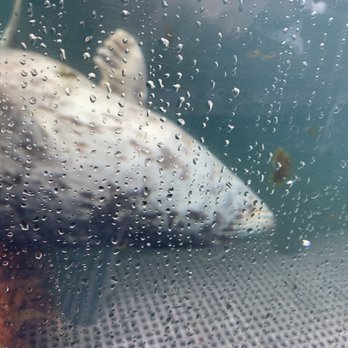 Seattle Aquarium - Aquariums Near Me - Seattle, Washington Seattle Aquarium - Aquariums Near Me - Seattle, Washington