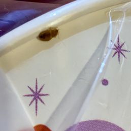 Bed bug found on cabin bed Bed bug found on cabin bed