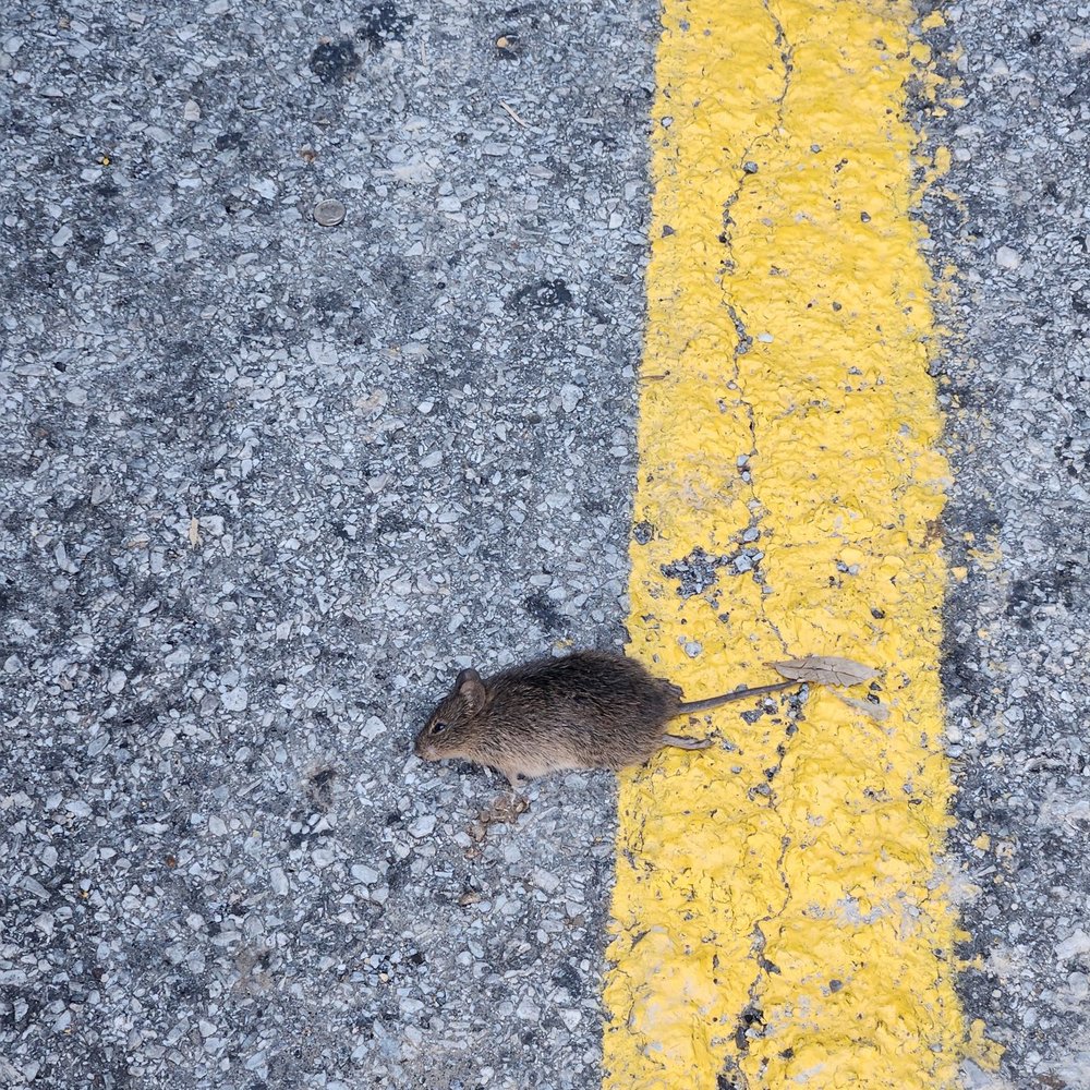 New China King Buffet - Dead mouse - Chinese Near Me - Denton, Texas New China King Buffet - Dead mouse - Chinese Near Me - Denton, Texas