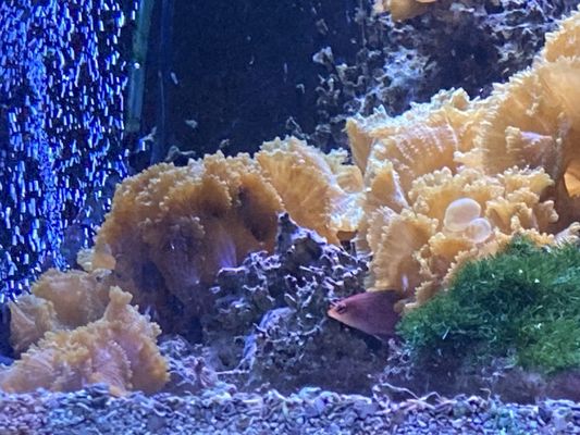 Old Town Aquarium by null