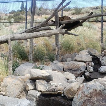 Animal Ark - Jaguar - Zoos Near Me - Reno, Nevada