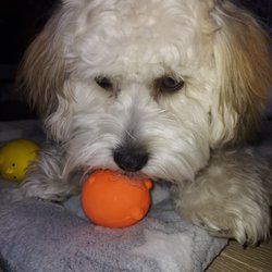 Best Care Pet Hospital