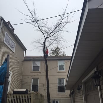 AJAX Tree Service - No easy job with all the wires and little access but they did it well! - Tree Services Near Me