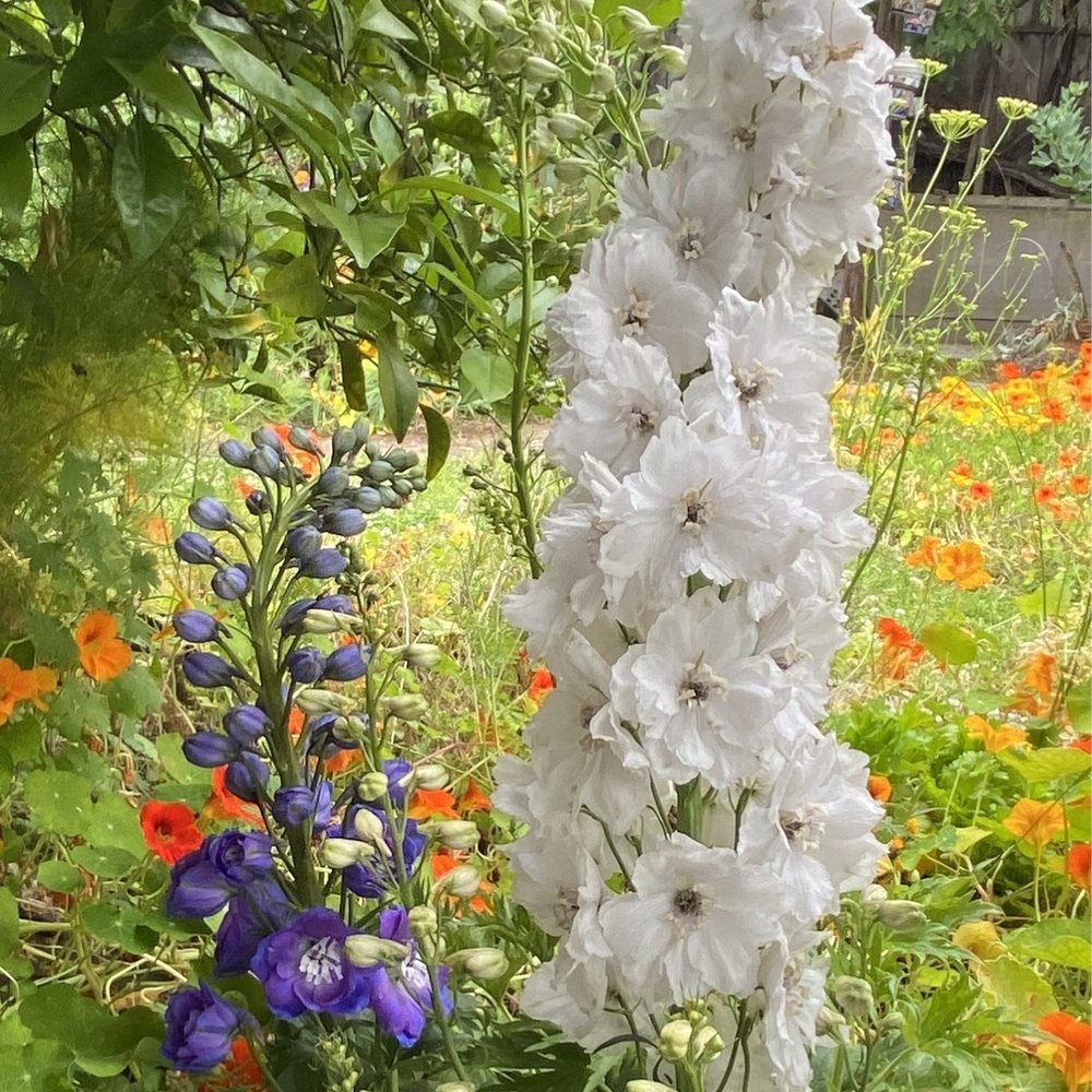 Armstrong Garden Centers - Delphinium from Armstrongs - Nurseries & Gardening Near Me - Santa Monica, California