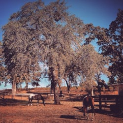 Sheridan Creek Outfitters - Sip your wine and take in the Spanish style architecture and views of vineyards, massive oaks, and distant mountains....