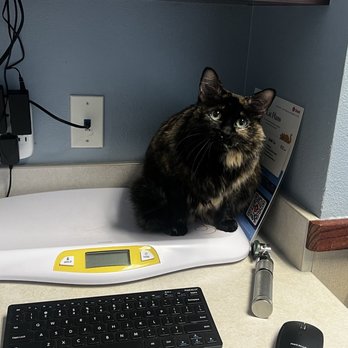 County Line Veterinary Clinic - Athena! - Veterinarians Near Me - New Braunfels, Texas County Line Veterinary Clinic - Athena! - Veterinarians Near Me - New Braunfels, Texas