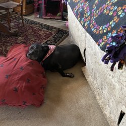 My dog Olivia!