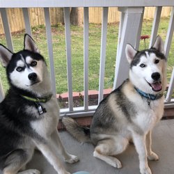 River Ridge Kennels