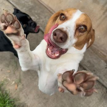 Brazos Valley Boarding Kennels - Pet Boarding Near Me - Lorena, Texas Brazos Valley Boarding Kennels - Pet Boarding Near Me - Lorena, Texas