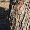 Botna Bend Park gift card