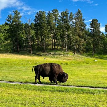 Custer State Park - mighty bison - Parks Near Me - Custer, South Dakota Custer State Park - mighty bison - Parks Near Me - Custer, South Dakota