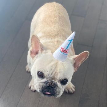 Teacups, Puppies & Boutique - Pet Stores Near Me - Davie, Florida Teacups, Puppies & Boutique - Pet Stores Near Me - Davie, Florida