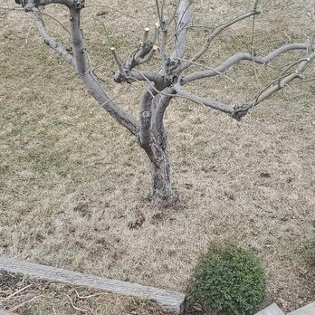 Steve's Trees - Tree Services Near Me - Bountiful, Utah