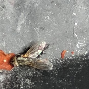 Flagship Carwash - Glove box: dead fly closeup. - Car Wash Near Me - Springfield, Virginia