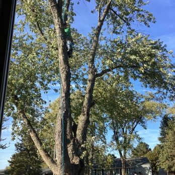 Pro Tree Service - Front yard Maple tree. Hard working men. - Tree Services Near Me - Mokena, Illinois