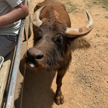Lazy 5 Ranch - Zoos Near Me - Mooresville, North Carolina