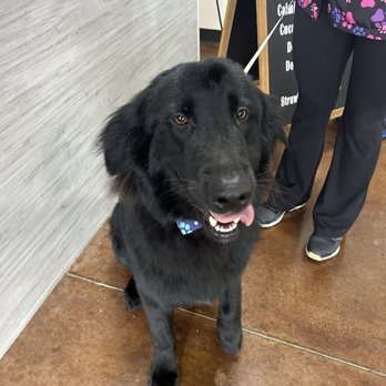 Bubbly Paws - Keller - After photo - Pet Groomers Near Me - Keller, Texas Bubbly Paws - Keller - After photo - Pet Groomers Near Me - Keller, Texas