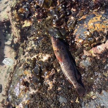Fitzgerald Marine Reserve - Large sculpin that was trapped on land after tide went out but we rescued it by putting it back in the water - Parks Near Me - Moss Beach, California Fitzgerald Marine Reserve - Large sculpin that was trapped on land after tide went out but we rescued it by putting it back in the water - Parks Near Me - Moss Beach, California