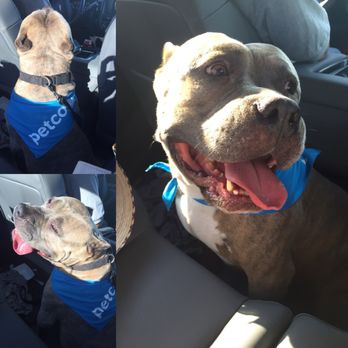 PetSmart - Bigboy is one satisfied customer. - Pet Training Near Me - San Antonio, Texas