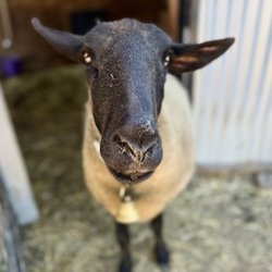 How cute is Daisy?