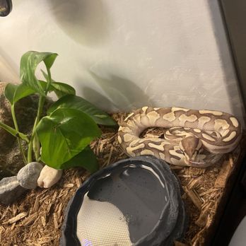 Slither Sity Pythons - Pet Breeders Near Me - San Leandro, California