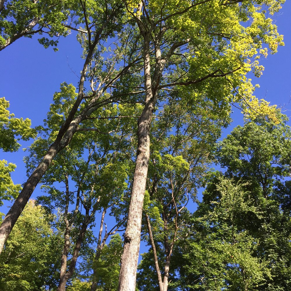 Beautiful trees Beautiful trees