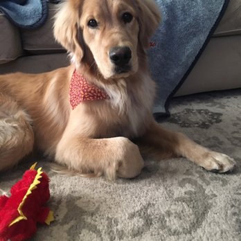 Bogart's Bone Appetit - My Troy boy looking FRESH! - Pet Groomers Near Me - Las Vegas, Nevada Bogart's Bone Appetit - My Troy boy looking FRESH! - Pet Groomers Near Me - Las Vegas, Nevada