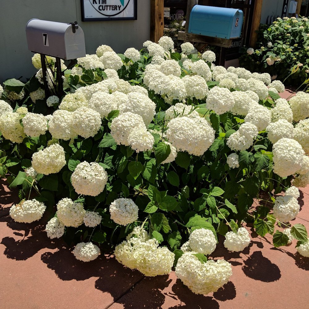 Three Oaks Sub Shop - a bush of white flowers - Sandwiches Near Me - Three Oaks, Michigan Three Oaks Sub Shop - a bush of white flowers - Sandwiches Near Me - Three Oaks, Michigan