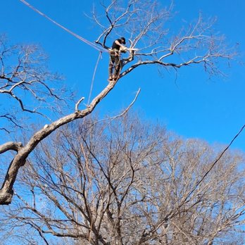 David's Tree Professionals - Tree Services Near Me - Kittrell, North Carolina