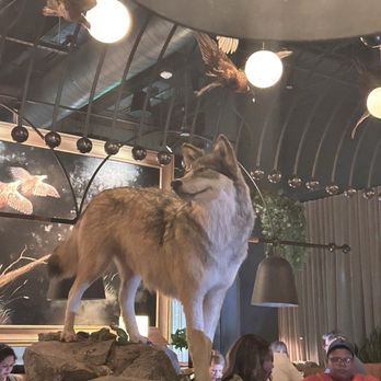Wren & Wolf - Wolf taxidermy in dining area - Cocktail Bars Near Me - Phoenix, Arizona